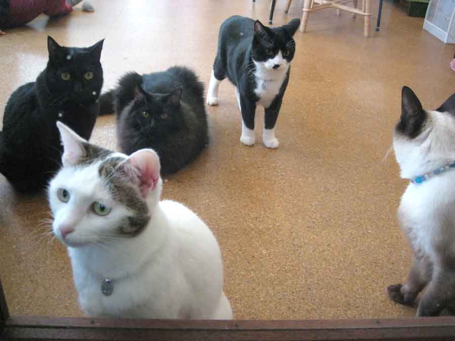 五匹の猫カフェのニャンコたち