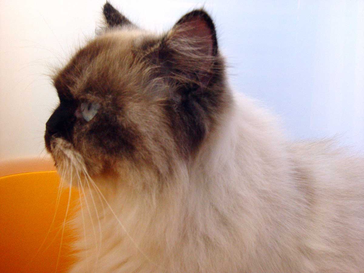 Betty profile